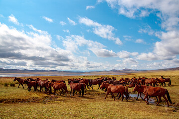 Beautiful horses drink water on the shore of a salt lake