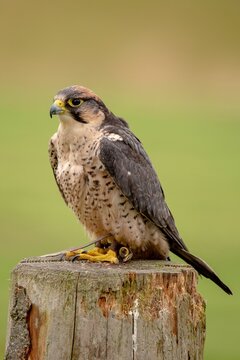Closeup shot of a Lanner falcon with banded legs and yellow claws perched on a trunk