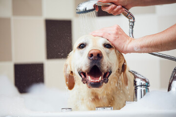 Dog taking bath at domestic bathroom. Showering of happy labrador retriever at home..