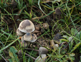 a sproutness troop of wild bell mushrooms growing in grassland Wiltshire UK