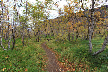 Asbyrgi Canyon - the spectacular canyoun in Vatnajokull national park, Iceland
