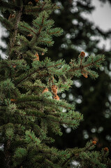 Christmas tree with cones on the background of a large pine tree in a forest.