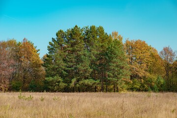 Fototapeta premium Lush pine in the middle of the field
