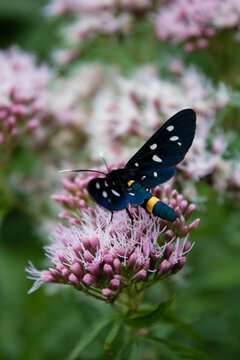 “Nine-Spotted Moth” Imagens – Procure 420 fotos, vetores e vídeos