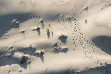Traces d'animaux et d'être humain sur une dune de sable du littoral