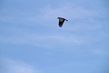 Rabe im Flug