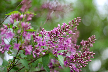 Lilac flowers on a tree. Purple lilac flowers on a branch. Lilac branch with purple flowers