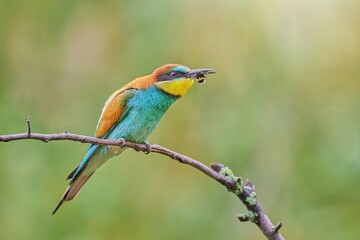 The European Bee-eater (Merops apiaster)