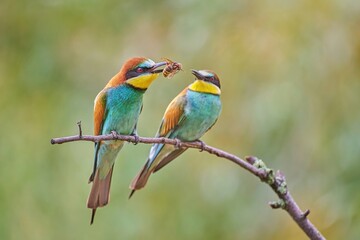The European Bee-eater (Merops apiaster)