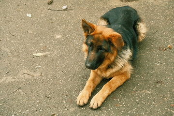 German Shepherd sits on the pavement. Home pet - German Shepherd sitting on the pavement waiting for the owner.