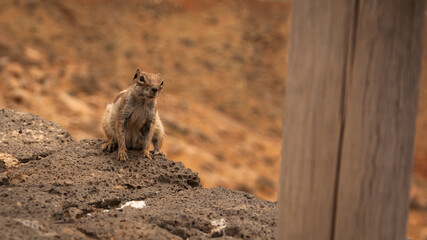 Spain - Fuerteventura - Viewpoint Betancuria animals