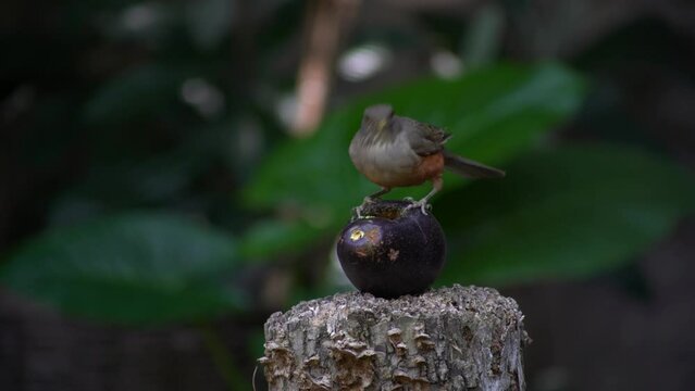Bird eating avocado