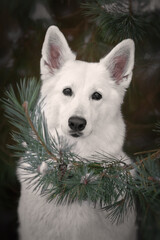 White swiss shepherd dog portrait