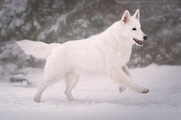 White swiss shepherd dog portrait