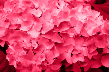 Viva Magenta. Inflorescence, petals of blooming hydrangea flowers close-up. The image is colored in the trendy Viva Magenta of 2023