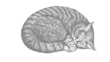 Cat illustration black&white