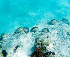 View of colorful giant clams
