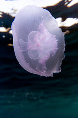 Close view of a moon jellyfish