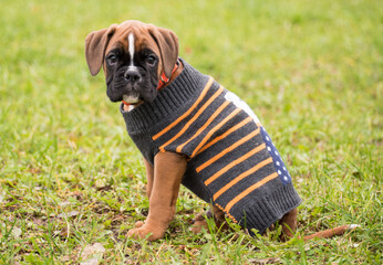 Welpenportrait mit Pullover, 8 Wochen alt