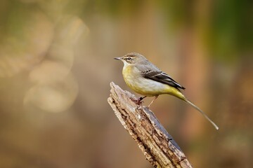 The grey wagtail (Motacilla cinerea)