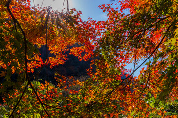 こもれびのモミジ