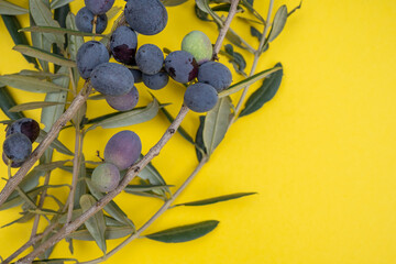 Olive branch with black ripe olives on a yellow background close-up.