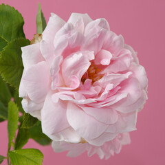 Pale pink climbing rose flower isolated on pink background.