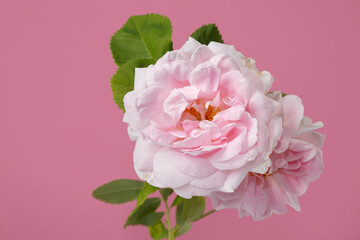 Pale pink climbing rose flower isolated on pink background.