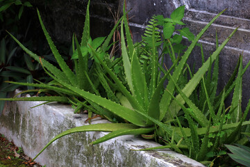 Aloe vera growing on the front wall of the house