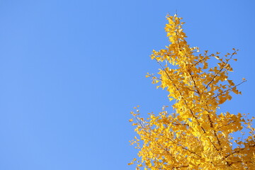 イチョウと青空