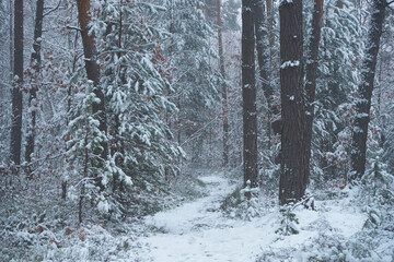 leśna ścieżka, zima 