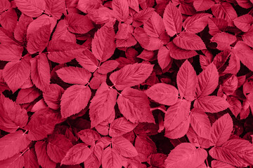 Viva Meganta toned red magenta tropical leaves. Flat lay and leaf background with copy space. Nature concept. Abstract texture, floral pattern. Trendy color of the year 2023. Fashion color

