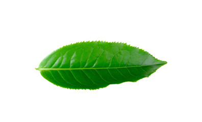Green tea leaf isolated on transparent png