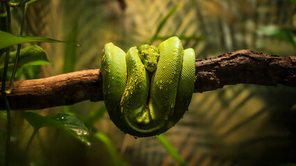 Green snake hanging on a branch - obrazy, fototapety, plakaty