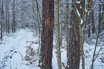 drzewa ,las, zima 