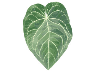 large leaf aroid plants anthurium tropical plants