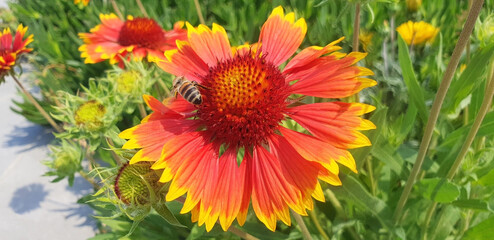 A bee collects nectar on a red gaillardia aristata flower. Panorama.