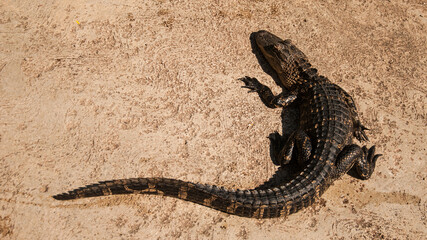 A caiman is a crocodilian alligatorid 