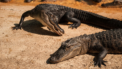A caiman is a crocodilian alligatorid 