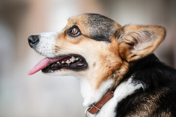 portrait of a welsh corgi pembroke dog