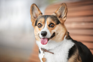 portrait of a welsh corgi pembroke dog