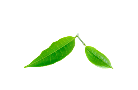 Green tea leaf isolated on transparent png