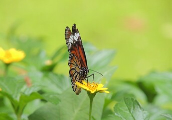butterfly on flower