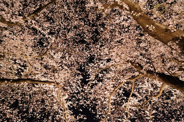 夜の空にいっぱいひろがった桜の花