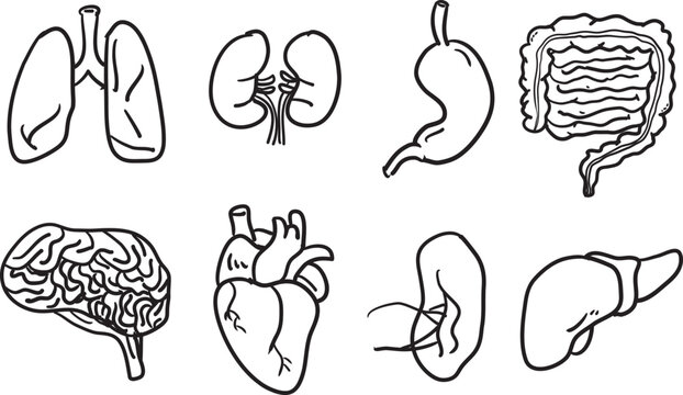 anatomy of the human organs sketch cartoon hand draw style vector
