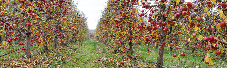 panorama of apples hanging from a tree branch in an apple orchard - 551275379