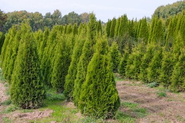 Obraz premium Blick auf Reihen von kultivierten und gezüchteten Lebensbäume oder Zypressen (Thuja) und andere Bäume im Hintergrund draußen auf dem Gelände eines Pflanzenhandels, einer Gärtnerei oder Baumschule