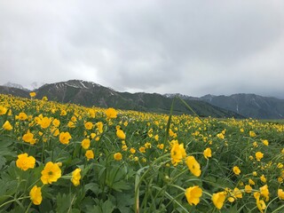 Fototapeta premium field of yellow flowers
