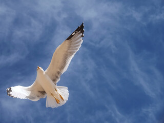 Flying European herring silver gull Larus argentatus at blue sky