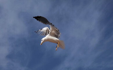 Flying European herring silver gull Larus argentatus at blue sky
